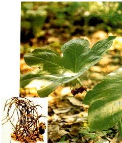 Mayapple Root Podophyllum peltatum